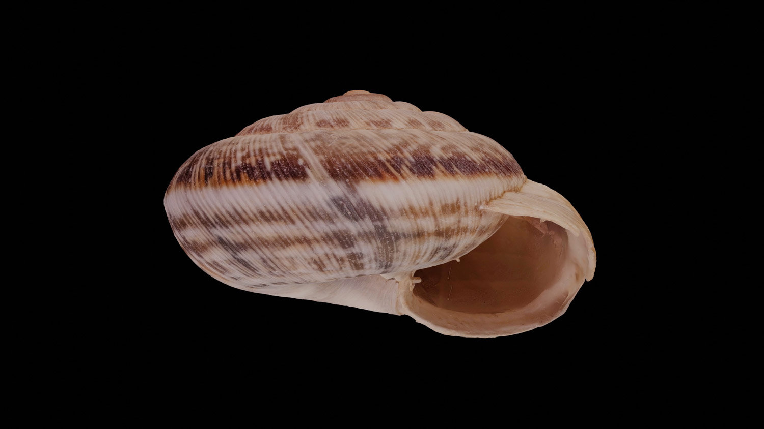 Candidula intersecta 